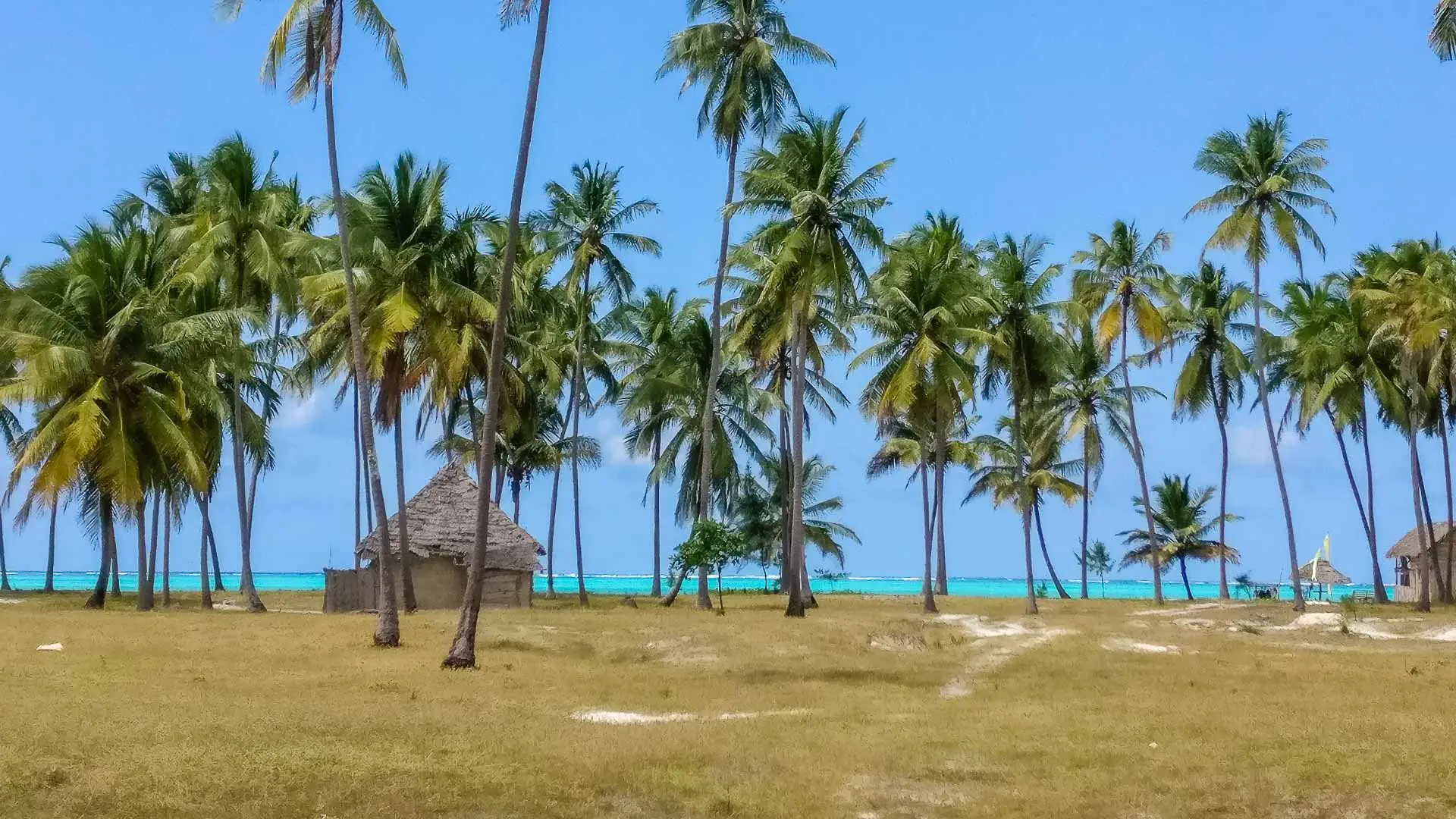 Palmbomen op Zanzibar