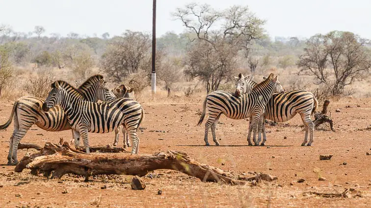 Safari in Zuid-Afrika