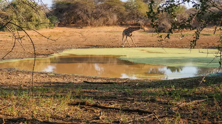 Krugerpark Zuid-Afrika