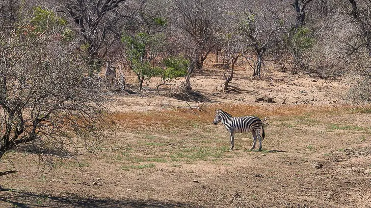 Kruger Park Zuid-Afrika