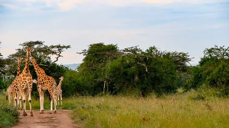 Kosten safari Oeganda