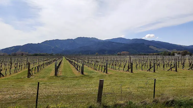 Vineyards Nieuw-Zeeland