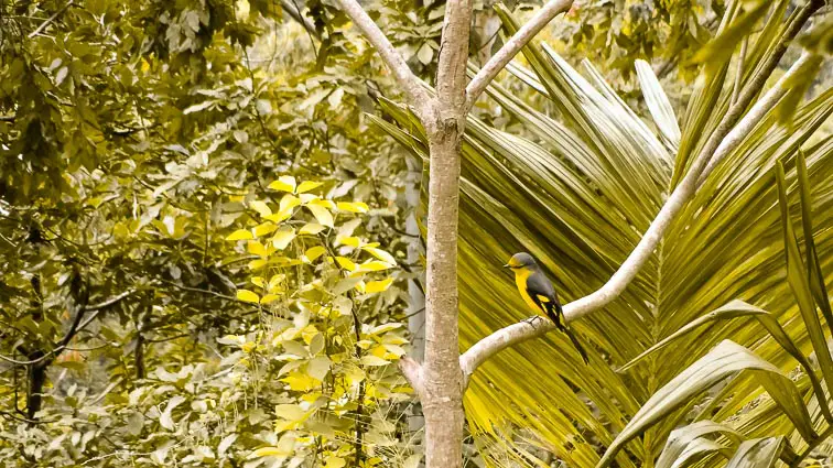 Vogels Sri Lanka