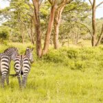 Lake Mburo National Park zebra's