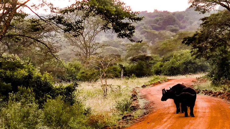 Safari in Oeganda