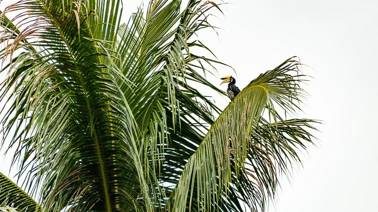 Hornbill Pulau Pangkor
