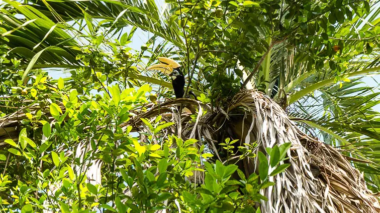 Hornbills Maleisië