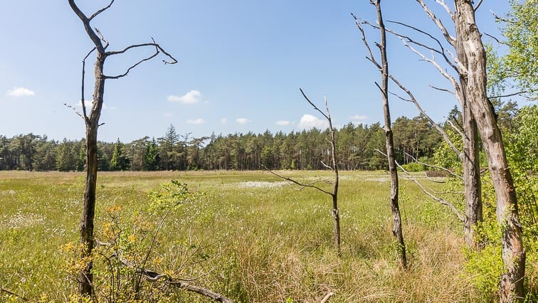 Dwingelderveld
