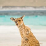 Kangoeroe op Lucky Bay in Western Australia