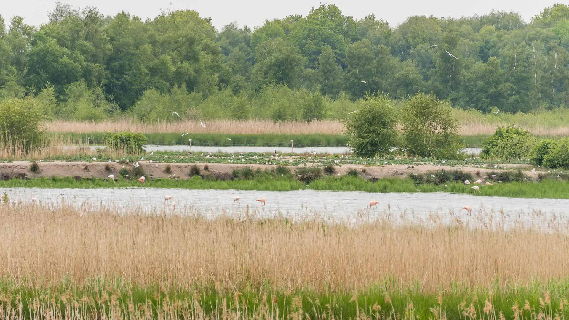 Flamingo's spotten in Zwillbrocker Venn Duitsland