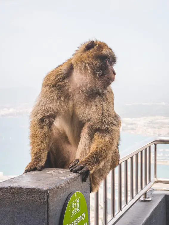 Bergapen spotten in Gibraltar