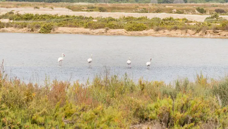 Flamingo's Algarve