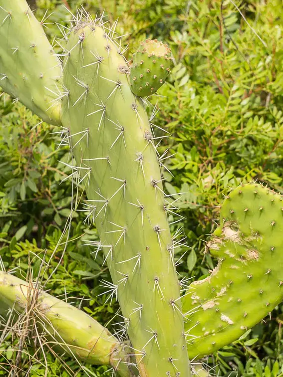 Cactus Portugal