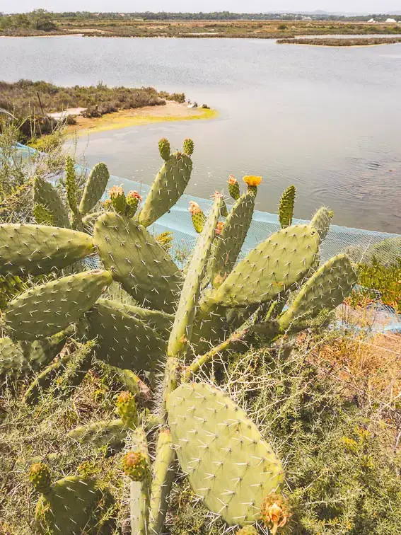 Cactus Portugal