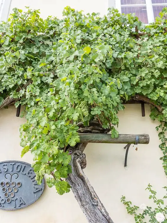 oudste wijnrank ter wereld