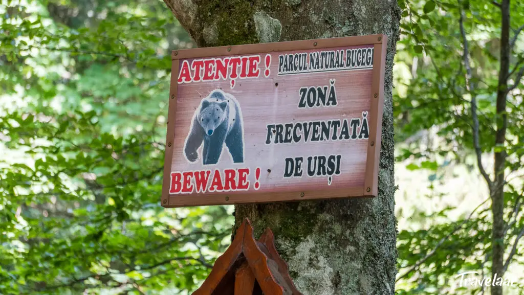 Wilde beren in Roemenië